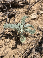 Astragalus brauntonii