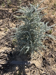 Astragalus brauntonii