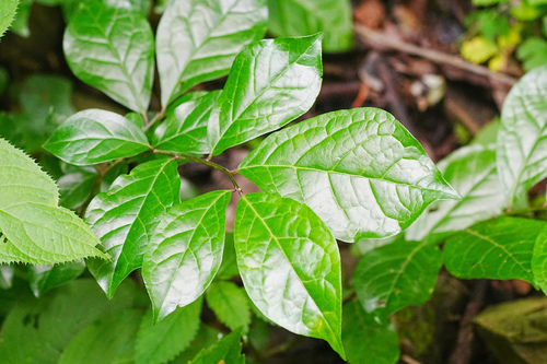 Orixa japonica, photograph 5
