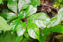 Orixa japonica, photograph (c) WATANABE Hitoshi 渡辺仁, some rights reserved (CC BY)