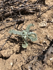 Astragalus brauntonii