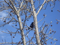 Molothrus bonariensis