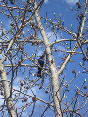 Molothrus bonariensis