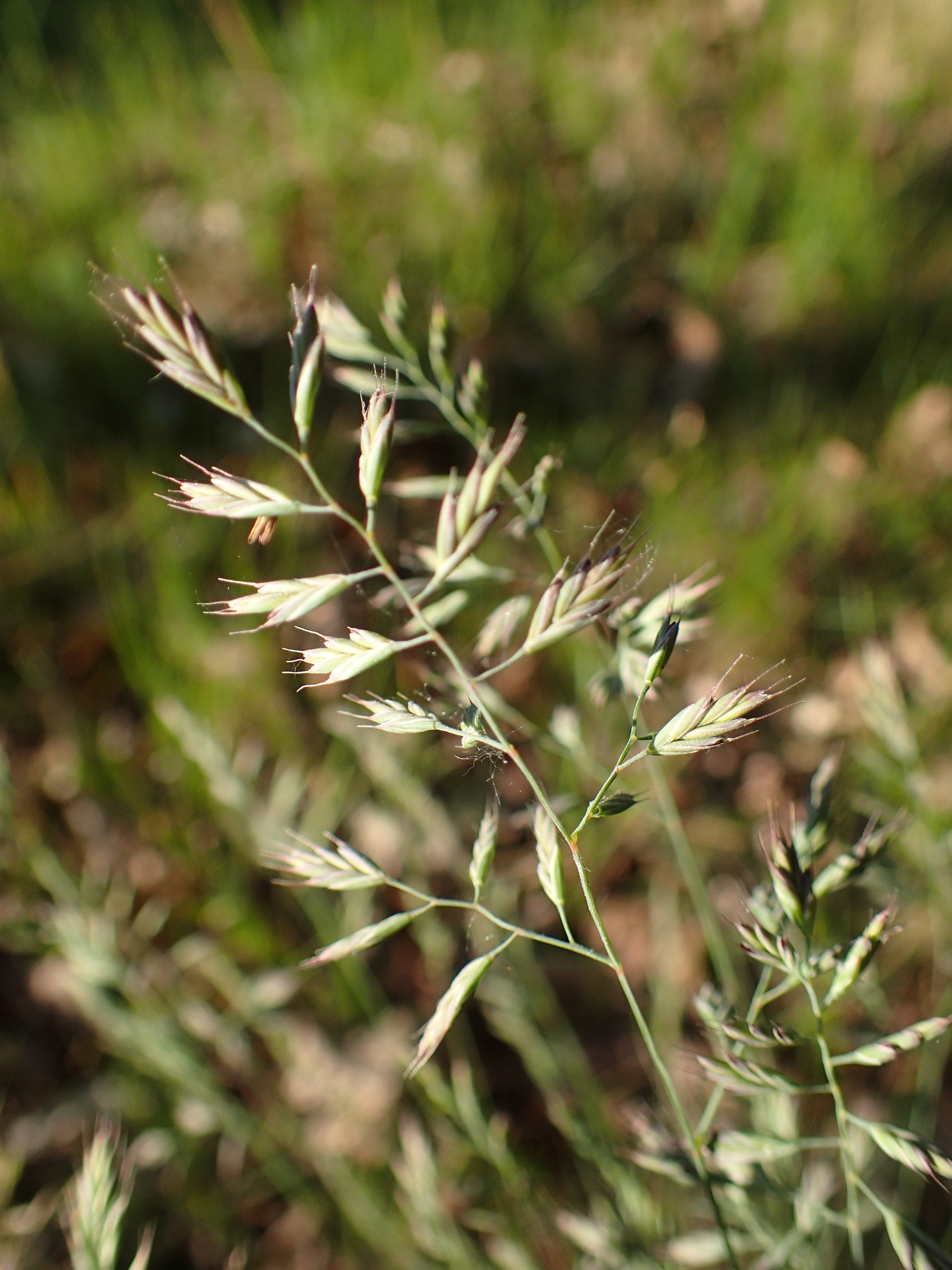 Festuca trachyphylla