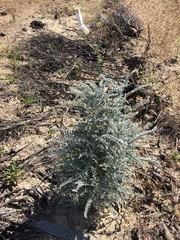 Astragalus brauntonii