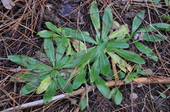 Pilosella aurantiaca