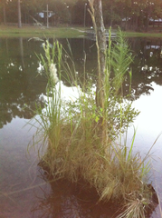 Andropogon glomeratus
