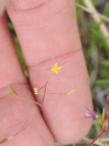 Threadstalk Tansymustard (Descurainia longepedicellata)