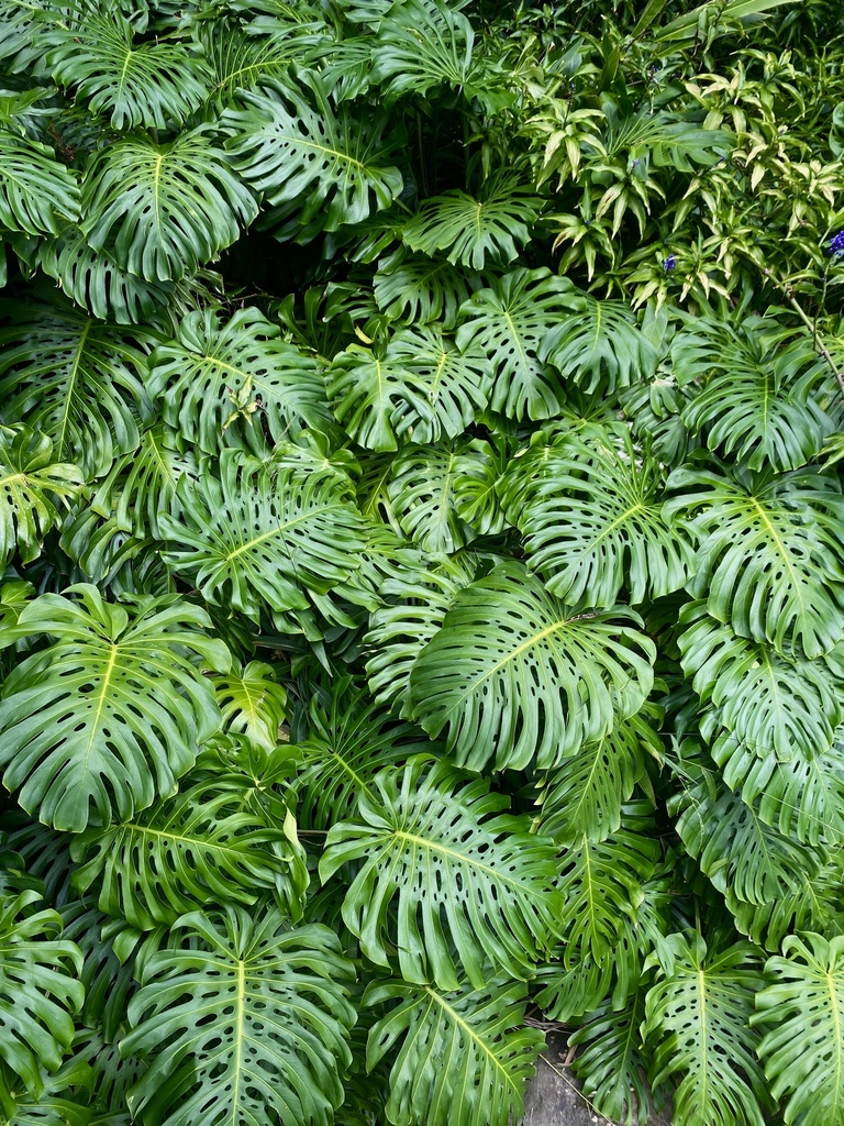Monstera