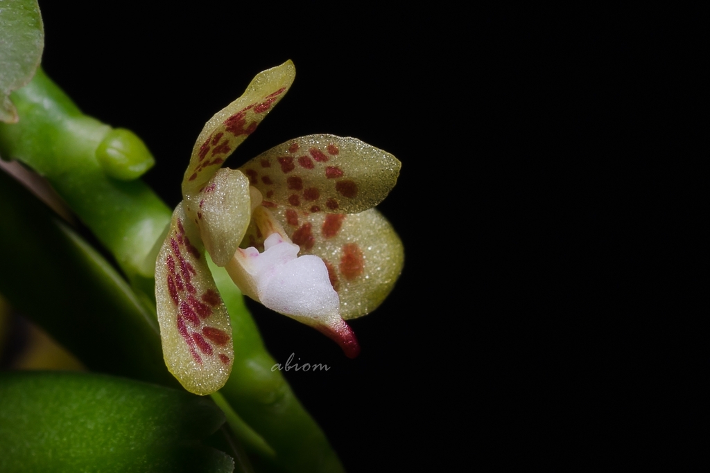Pteroceras teres (Pteroceras teres)