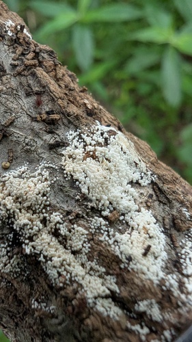 Henningsomyces candidus
