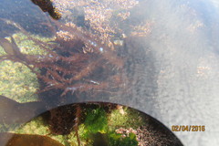 Chondracanthus chamissoi