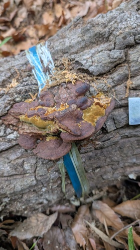 Fuscoporia gilva