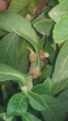 Struchium sparganophorum