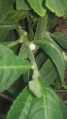 Struchium sparganophorum