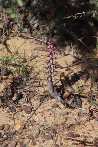 Lachenalia violacea