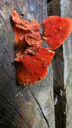 Trametes coccinea