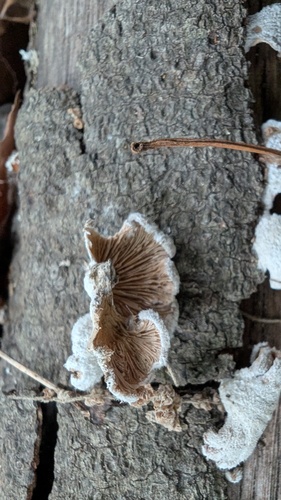 Schizophyllum commune