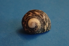 Nerita fulgurans