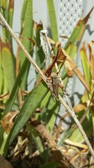 Melanoplus glaucipes