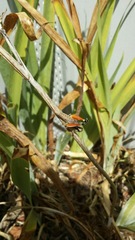 Melanoplus glaucipes