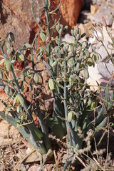 Albuca paradoxa