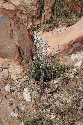 Albuca paradoxa