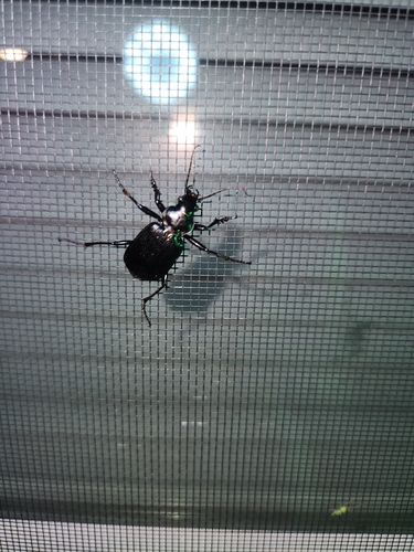 Black Caterpillar Hunter photo 3