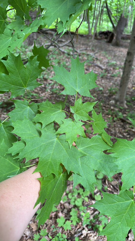 Acer saccharum