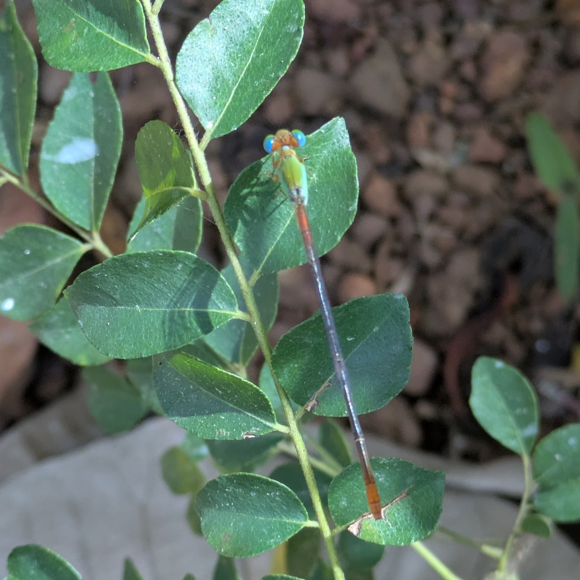 Orange-Tailed Marsh Dart