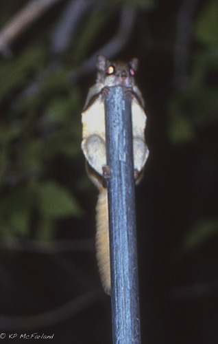 Glaucomys volans