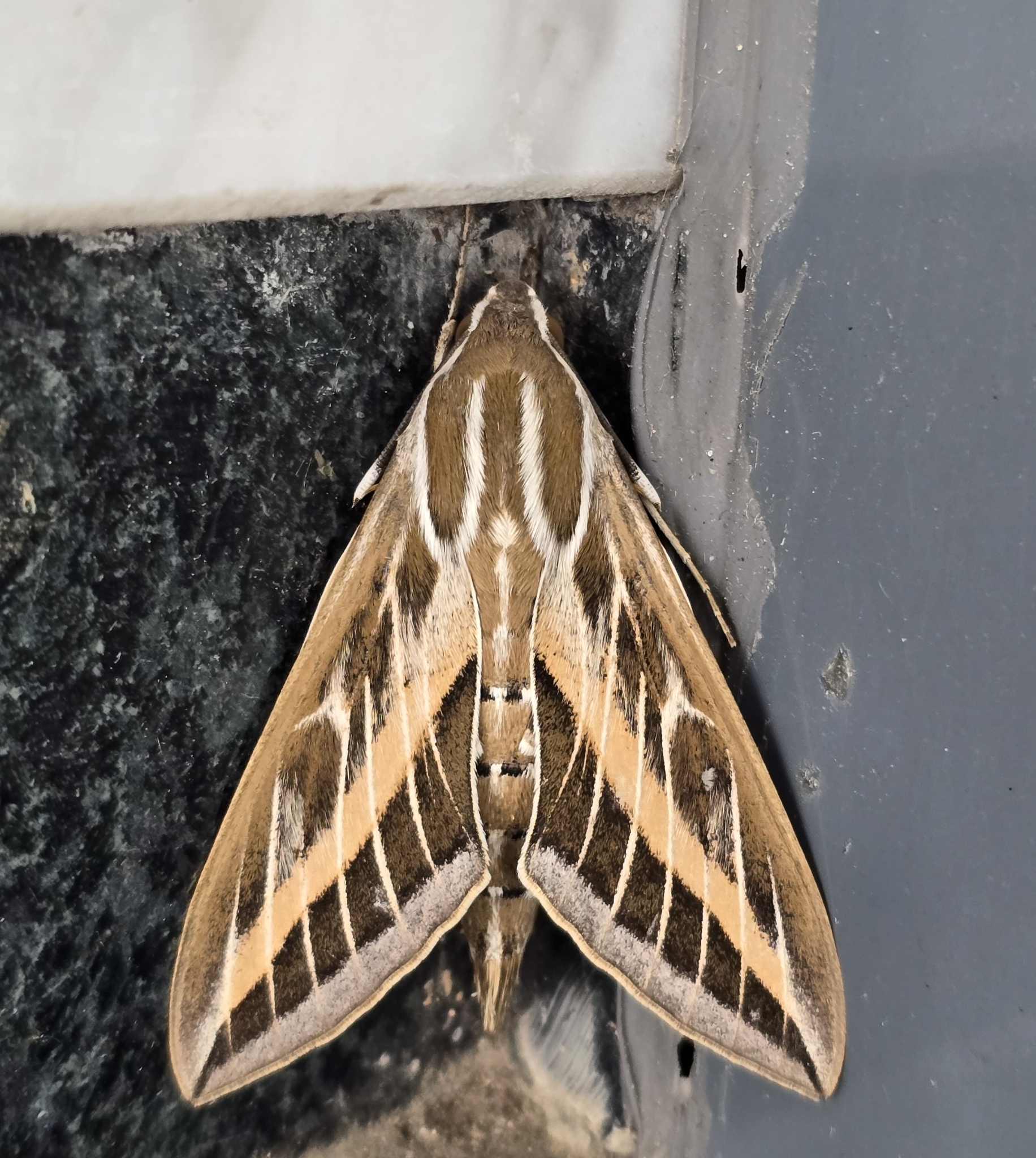 Hyles livornica