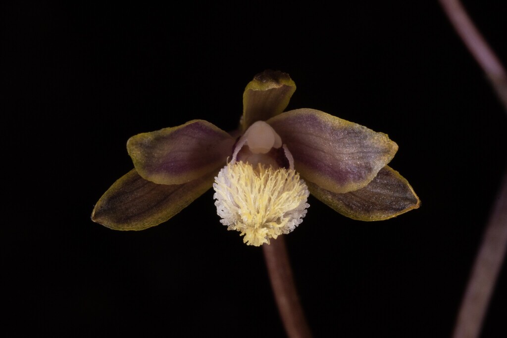 Lecanorchis thalassica