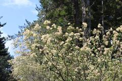 Pomaderris hamiltonii