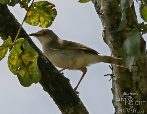iNaturalist image