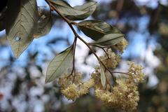 Pomaderris hamiltonii