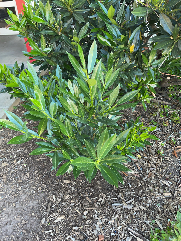 Prunus laurocerasus