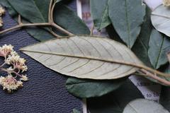 Pomaderris hamiltonii