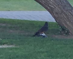 Falco novaeseelandiae