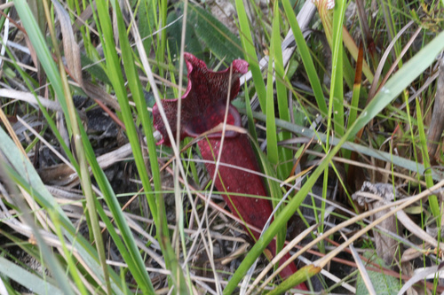 Sarracenia × mitchelliana, photograph 5