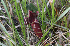 Sarracenia × mitchelliana, photograph Samuel A Schmid, PhD, PWS, CC BY, iNaturalist via GBIF