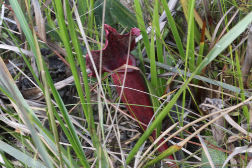 Sarracenia × mitchelliana, photograph 6
