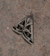 Callistege intercalaris