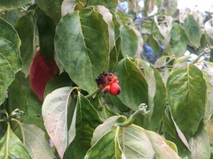 Cornus nuttallii