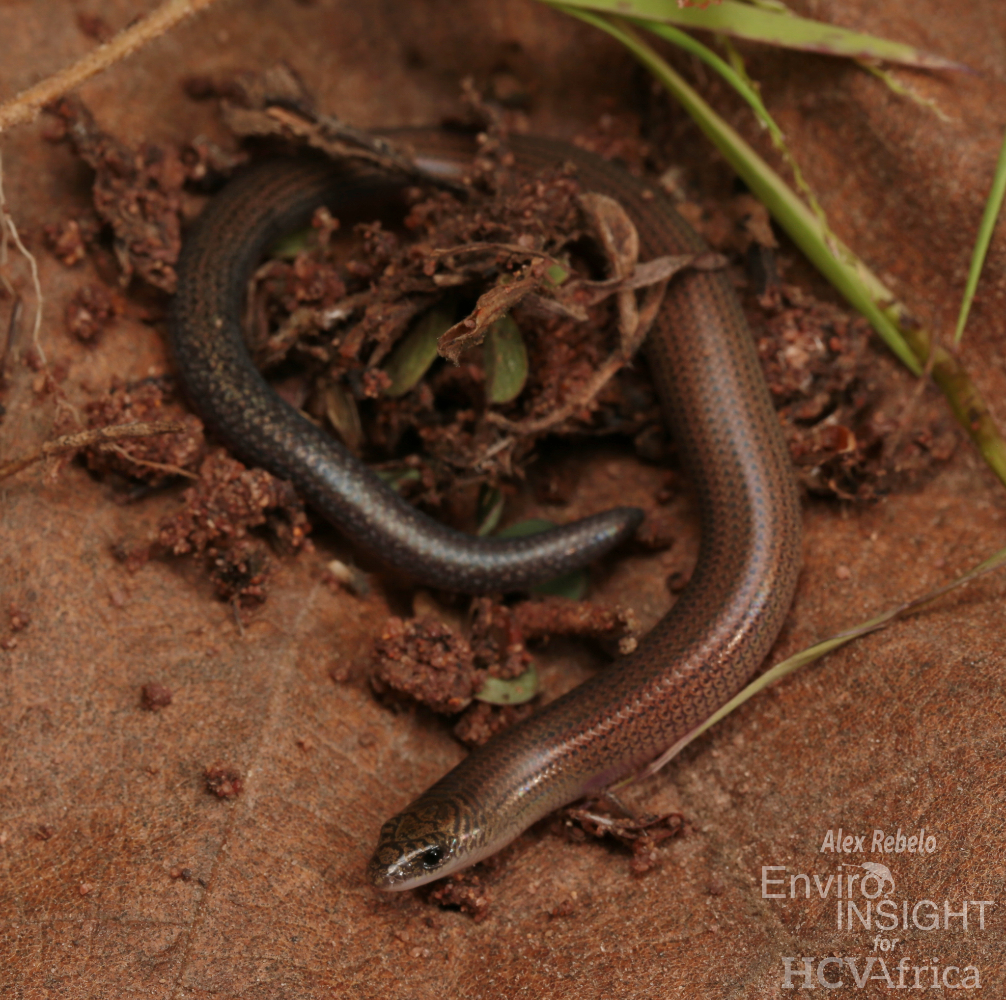 Angola Skink photo 6