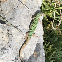 Podarcis pityusensis