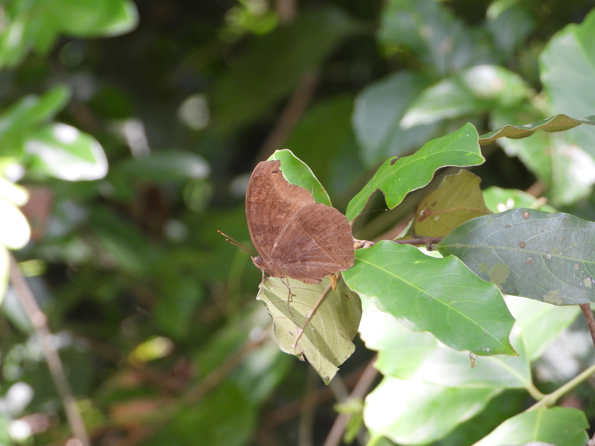 Chocolate Pansy