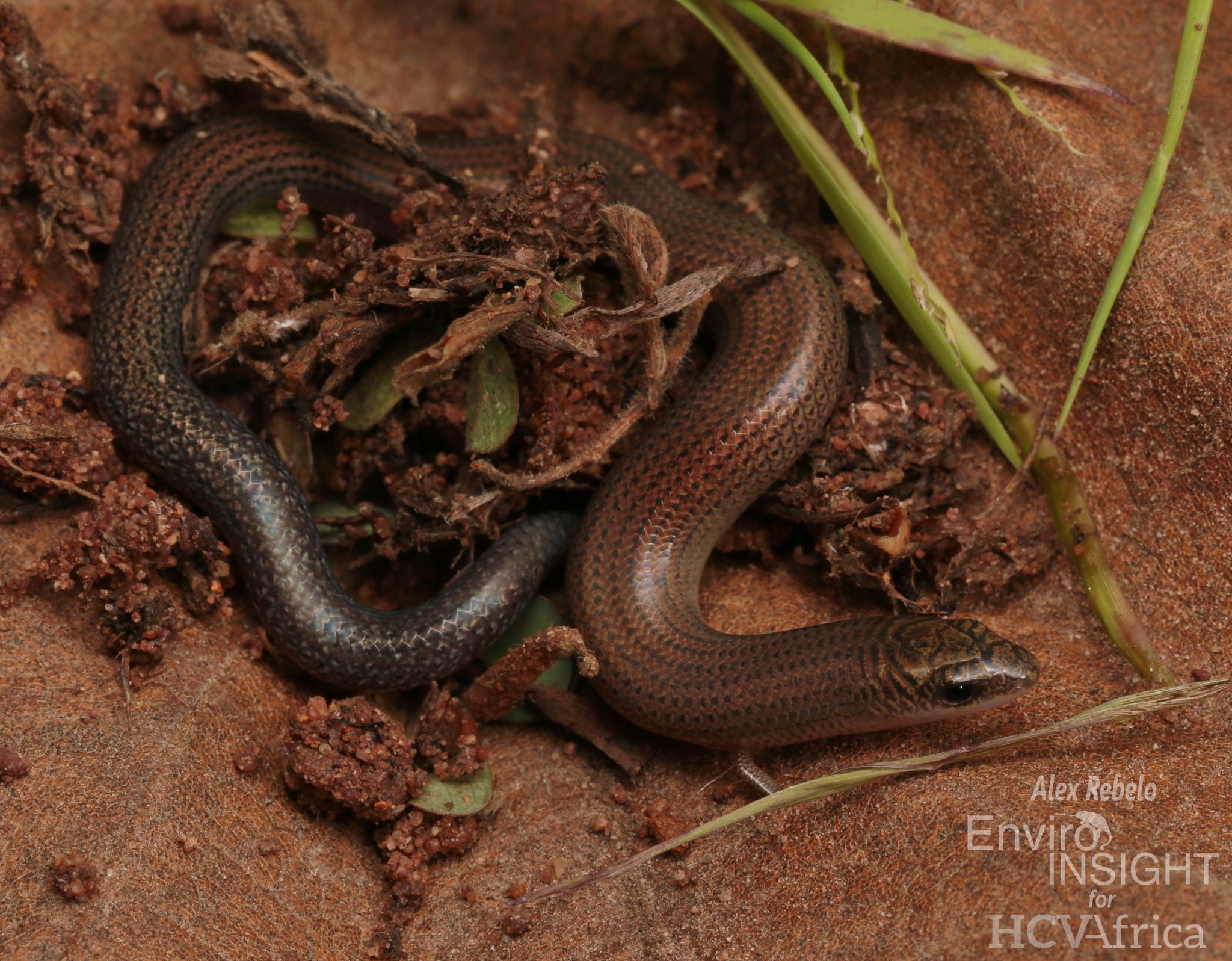 Angola Skink photo 7