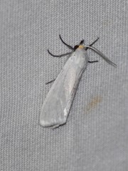 Pygarctia flavidorsalis