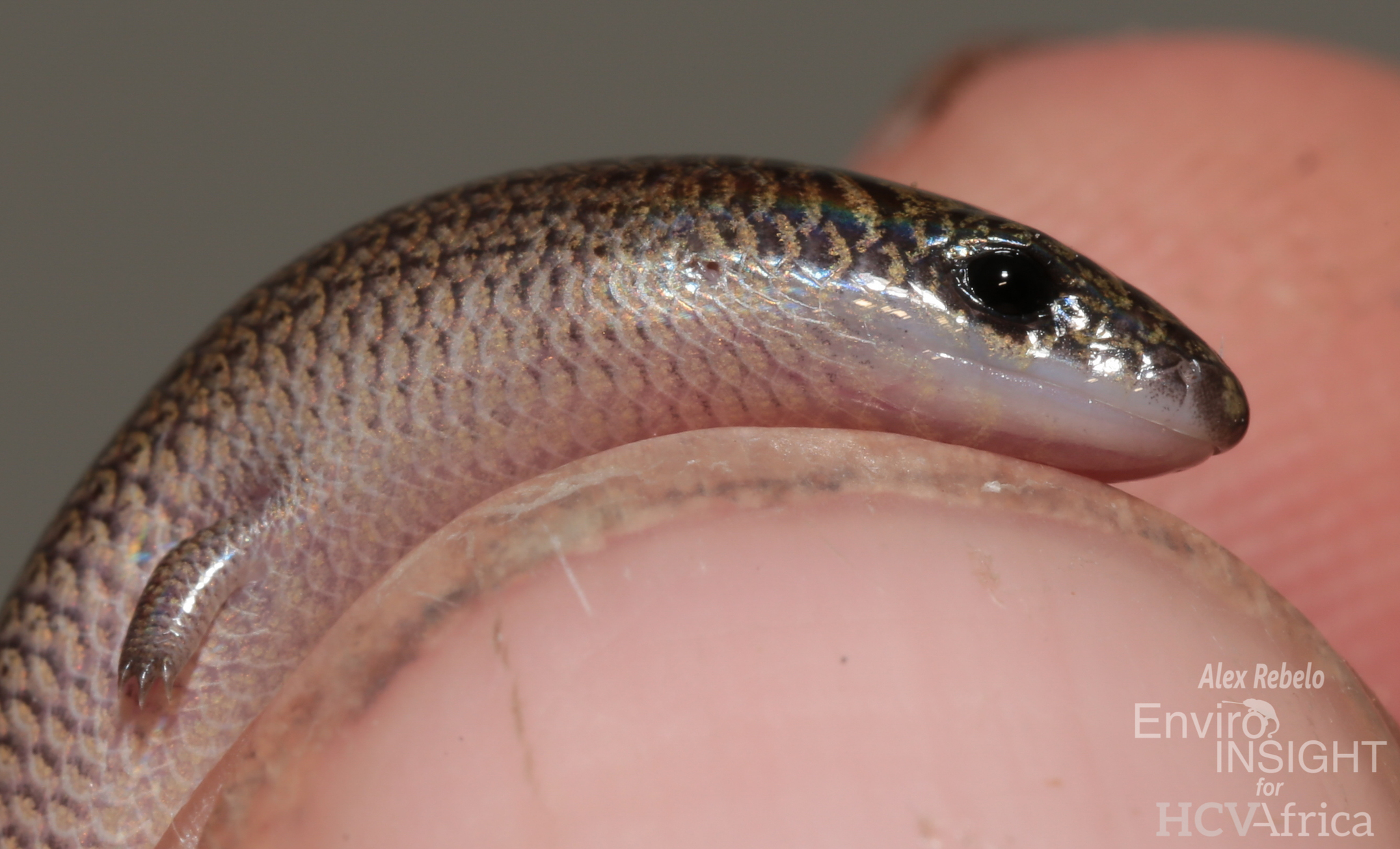 Angola Skink photo 8